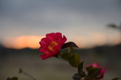 山茶花の想い！