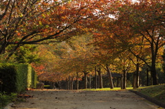 秋の散歩道