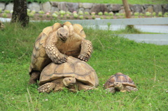 家族だんらん