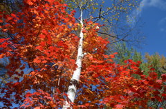 紅葉と白樺