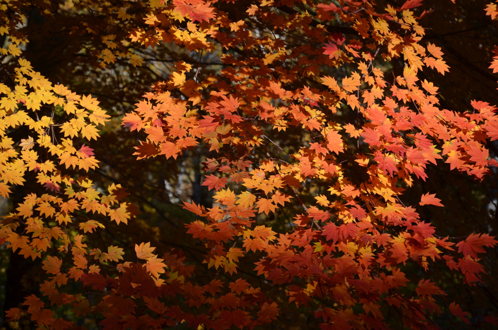 五色紅葉