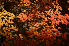 五色紅葉