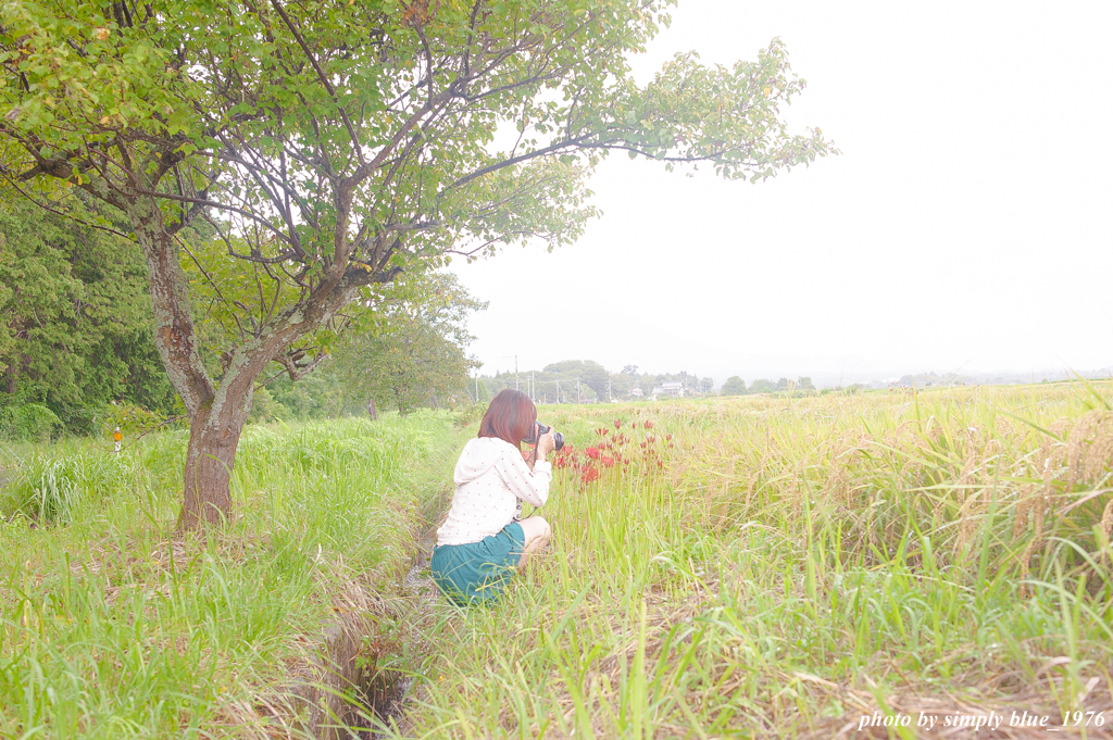 稲刈り前の畦に咲く曼珠沙華を撮るキミ 