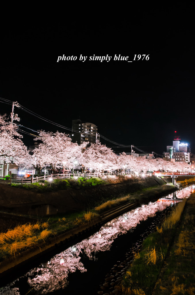 Sakura Avenue ～sakura week～ 