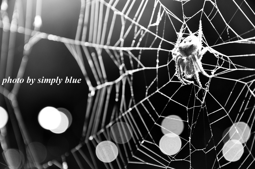 Spider