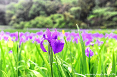 Rain　～花の匂いに導かれて 