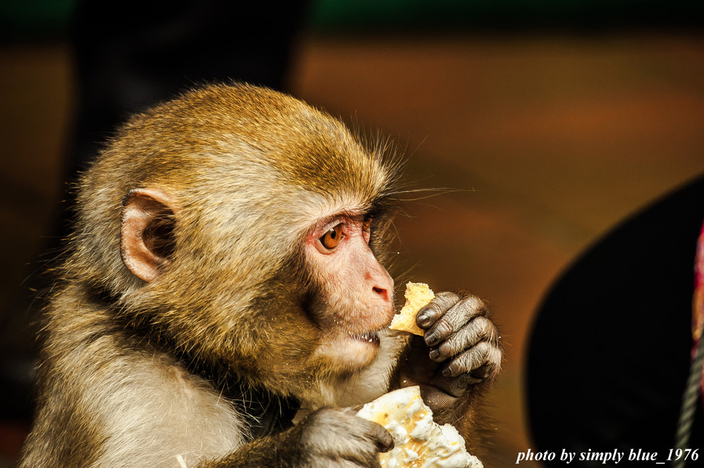 MONKEY MAGIC 