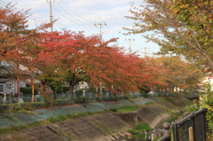 桜の紅葉