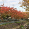 桜の紅葉