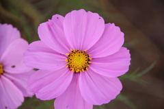 秋桜