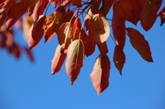 紅葉１のＭＡＣＲＯ