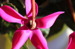 名も知らぬ花