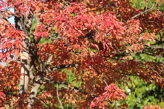 紅葉1　ワイド