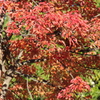 紅葉1　ワイド