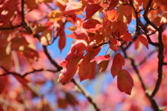 紅葉１