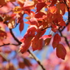 紅葉１