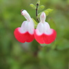 名も知らぬ花Ⅱ