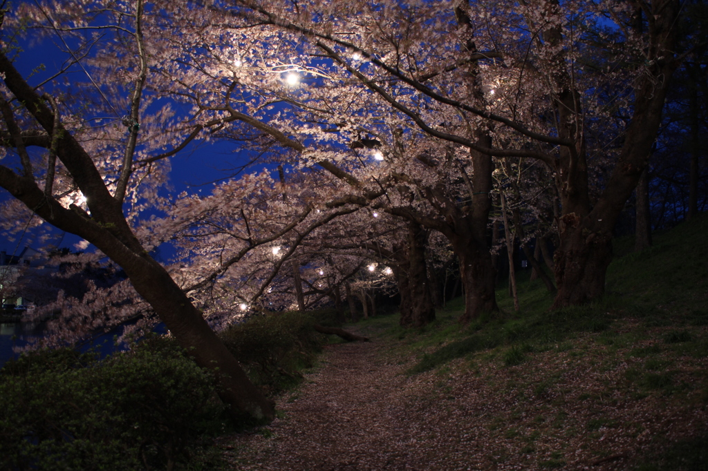 夜sakura 2