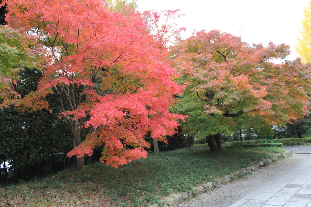 紅葉