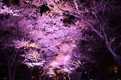 夜sakura