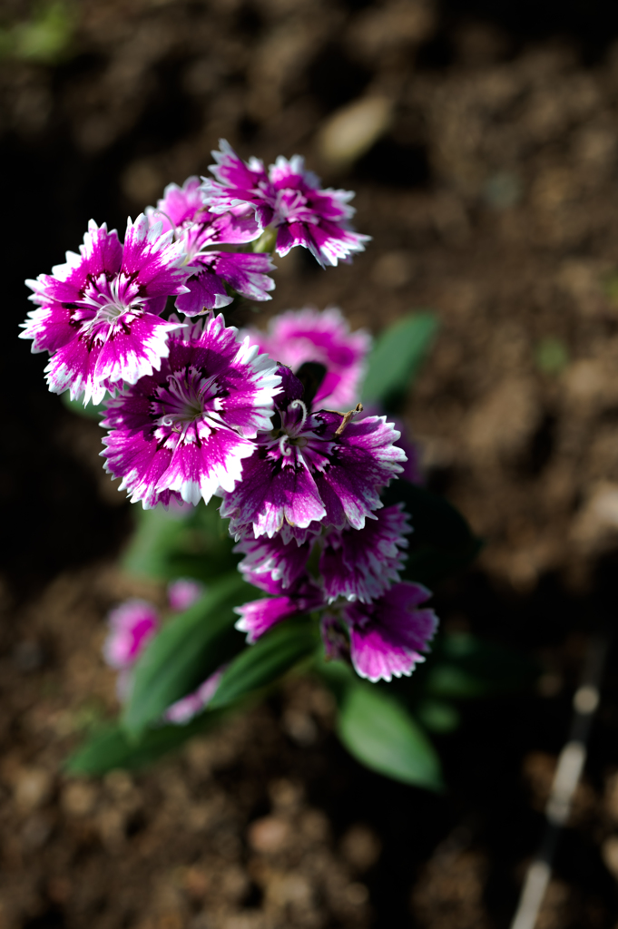 20151121_flower