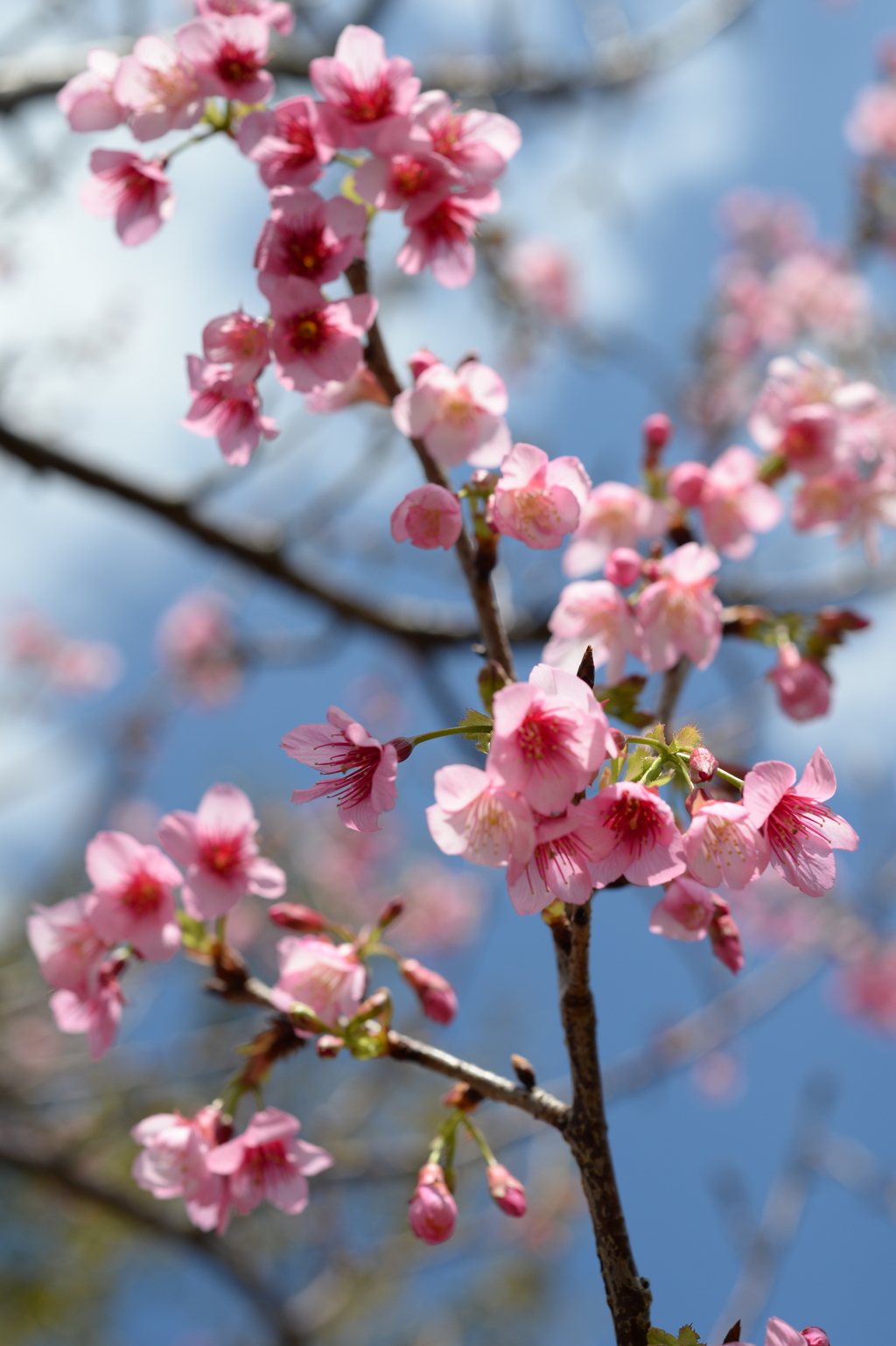 20160211_新都心桜008