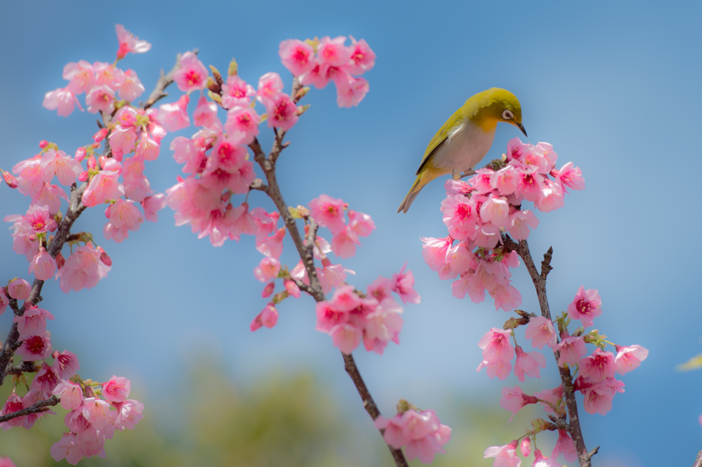 20160228_新都心公園-桜120-2