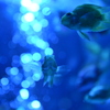 アクアリウム