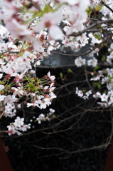 目黒川の桜