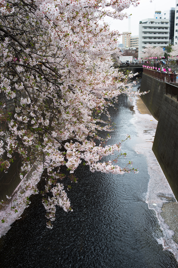 漂う桜と