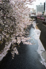 漂う桜と