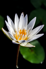 20151121_flower