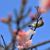 メジロと桜と空と