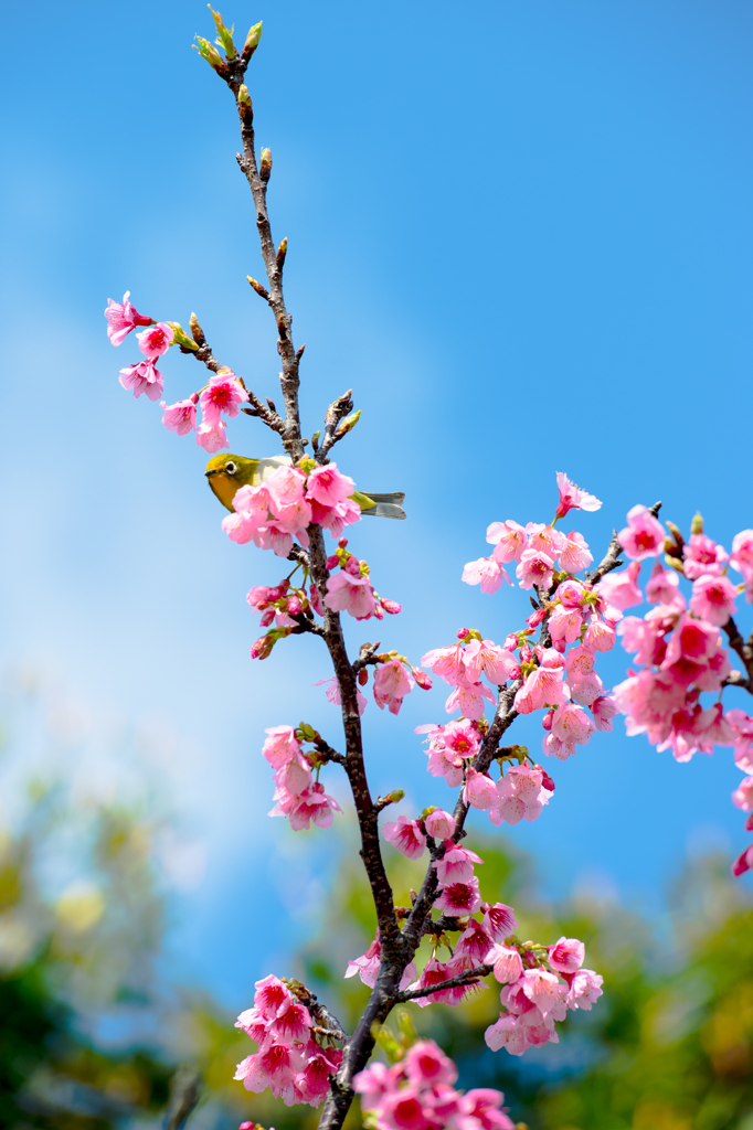 20160228_新都心公園-桜128