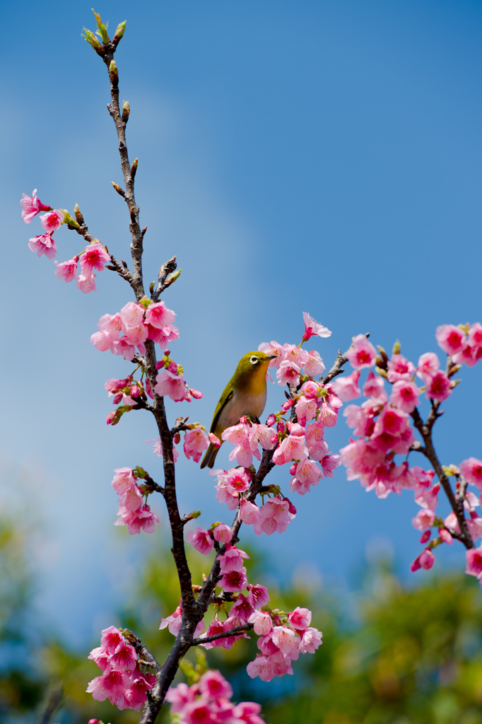 20160228_新都心公園-桜127