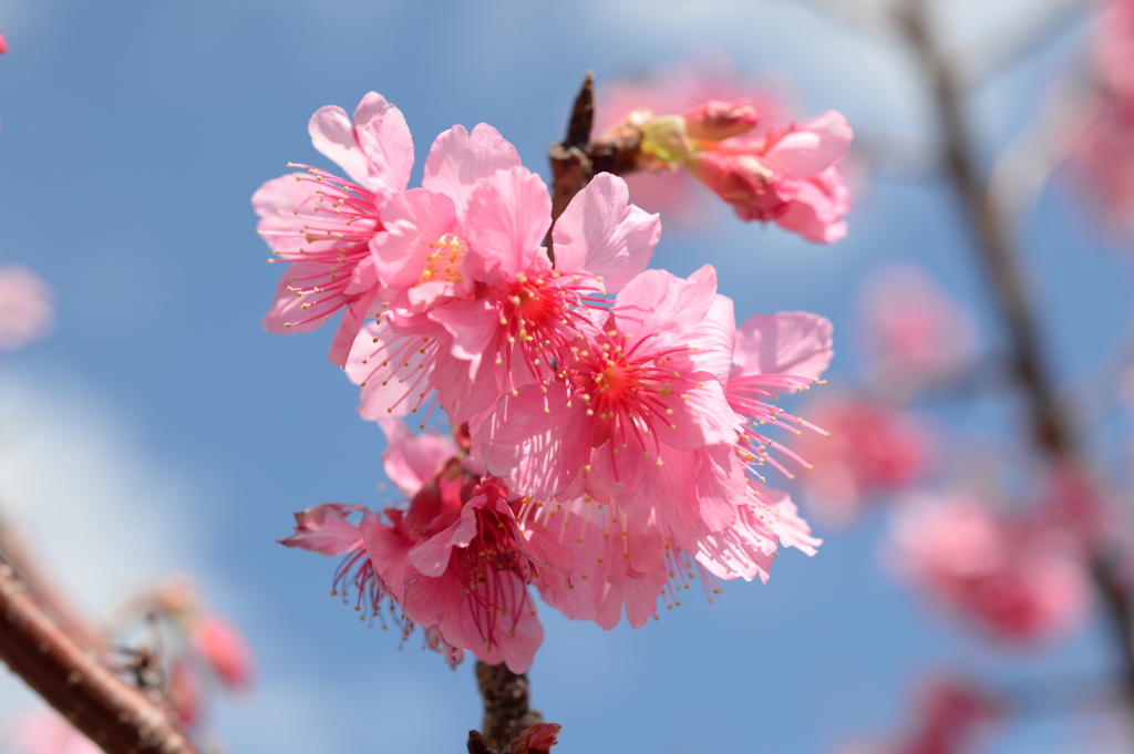 20160211_新都心桜014