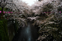 提灯と桜と川の間にて