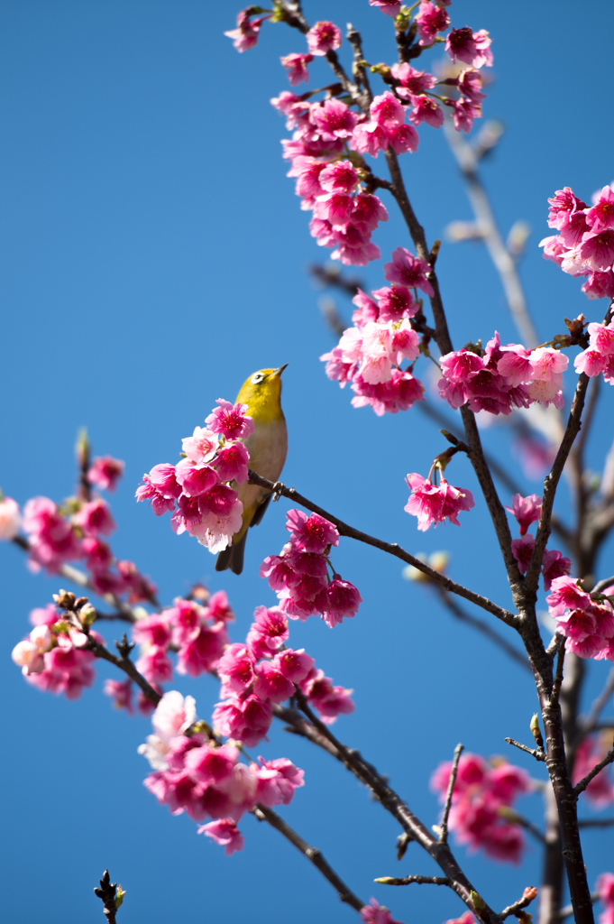 20160228_新都心公園-桜097