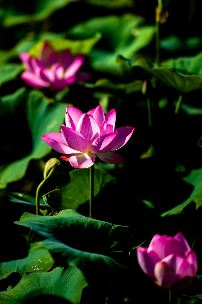 20150718_新都心公園