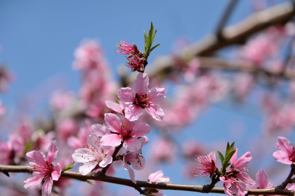 農大の桜