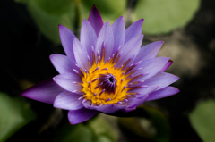 20151121_flower
