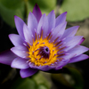 20151121_flower