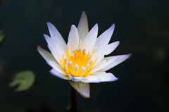 20151121_flower