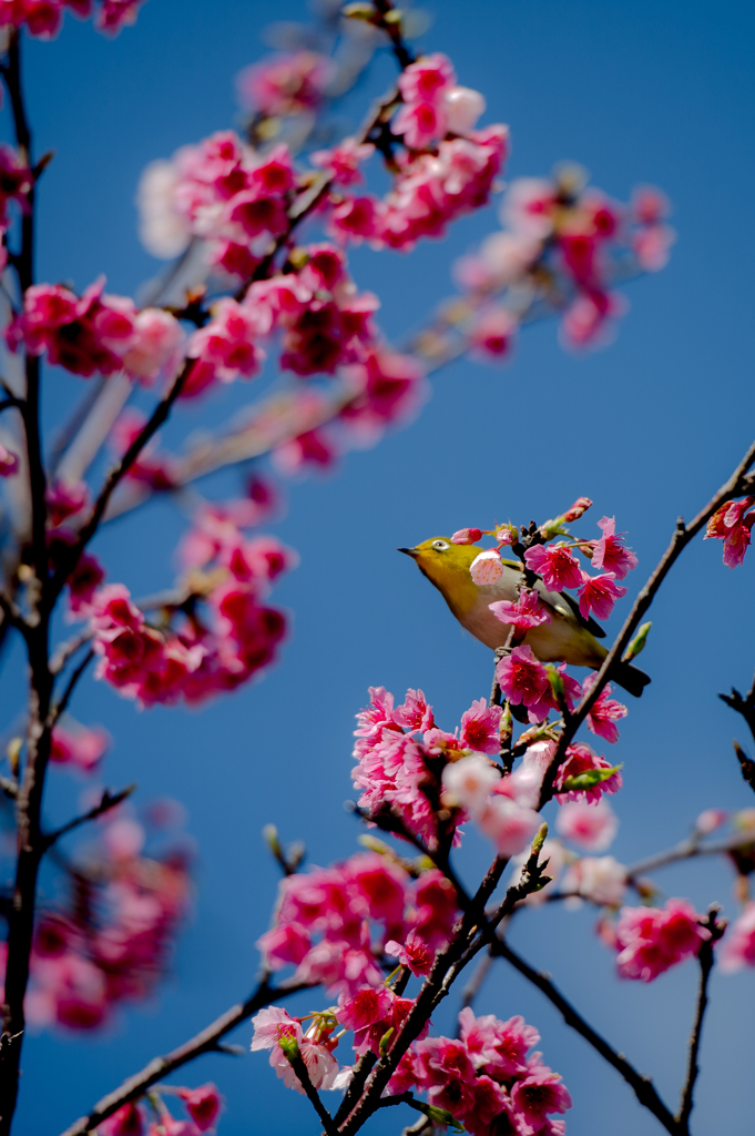 20160228_新都心公園-桜093