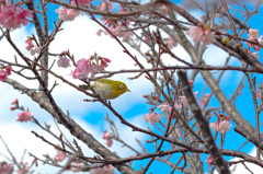 メジロと桜と空と