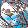 メジロと桜と空と