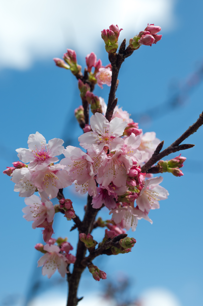 20160211_新都心桜045