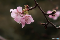 桜が咲き始めました！ -2