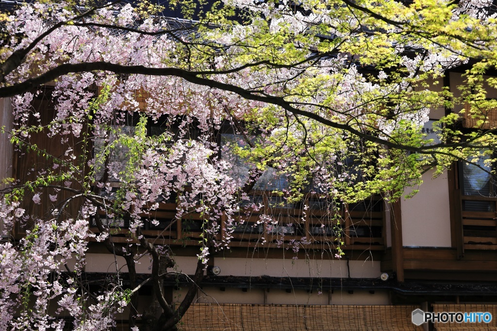 祇園の春 -2