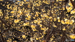 蝋梅、満開の頃